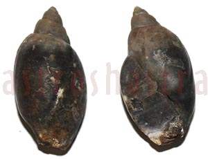 heera shankh